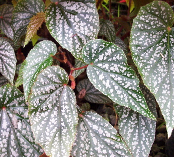 B. ‘Summerland Sands’